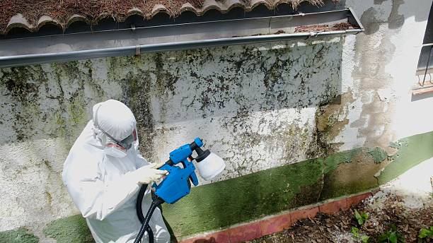 Top rated local Mold Testing specialists in Alto, MI